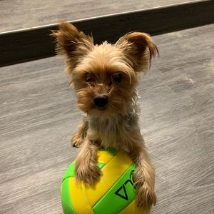 Meet your Posher, Ting